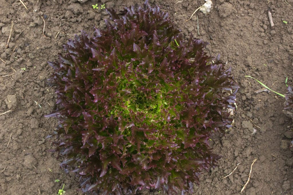 rød salat