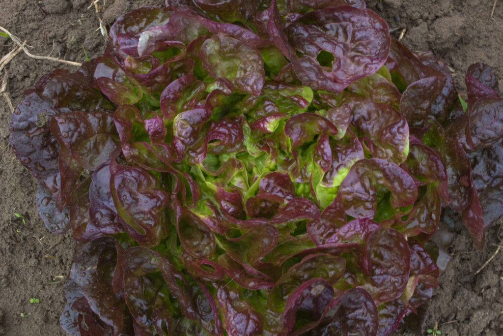 rød salat
