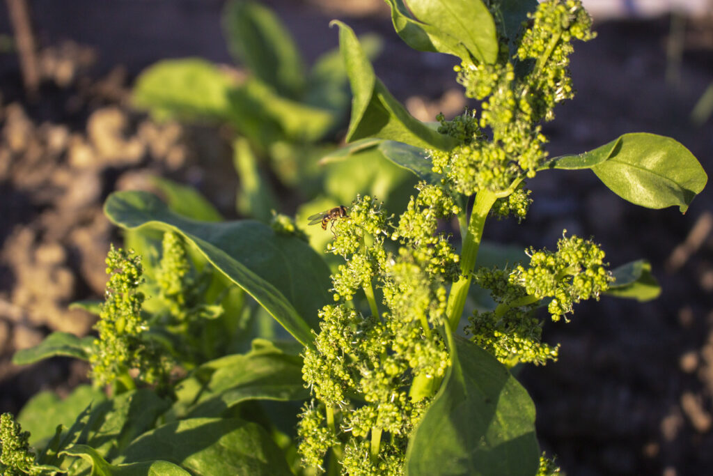 En snak om sygdomme og skadedyr