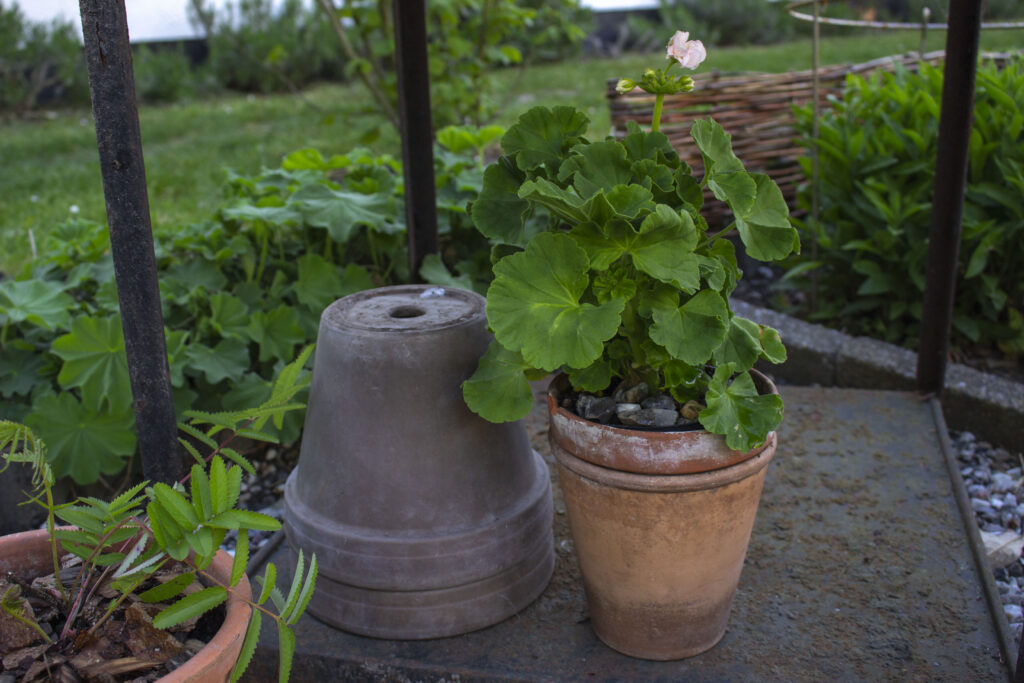 Hvornår skal pelargonier udendørs igen