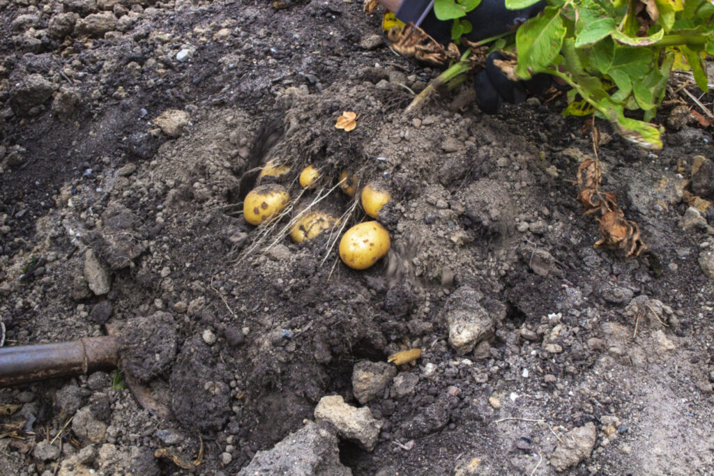 En enkelt plante kan give et stort udbytte.