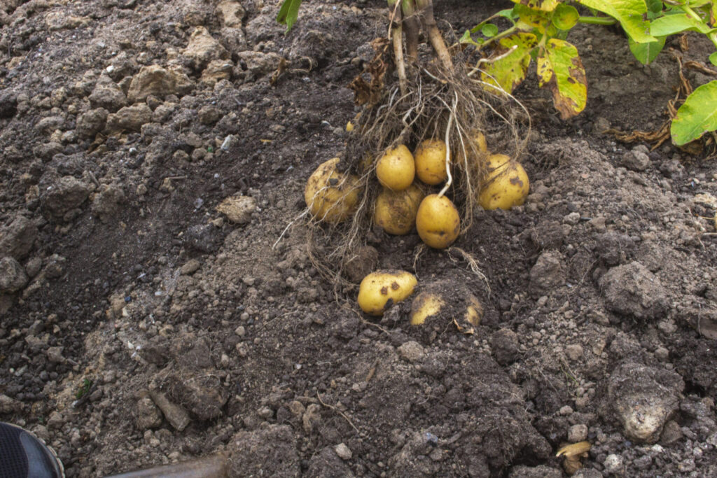 Friskopgravede kartofler er noget af det bedste, man kan høste i køkkenhaven.