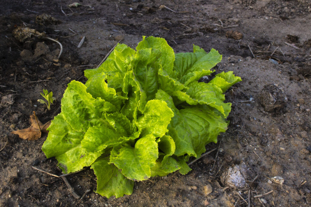 Sådan skal du så salat