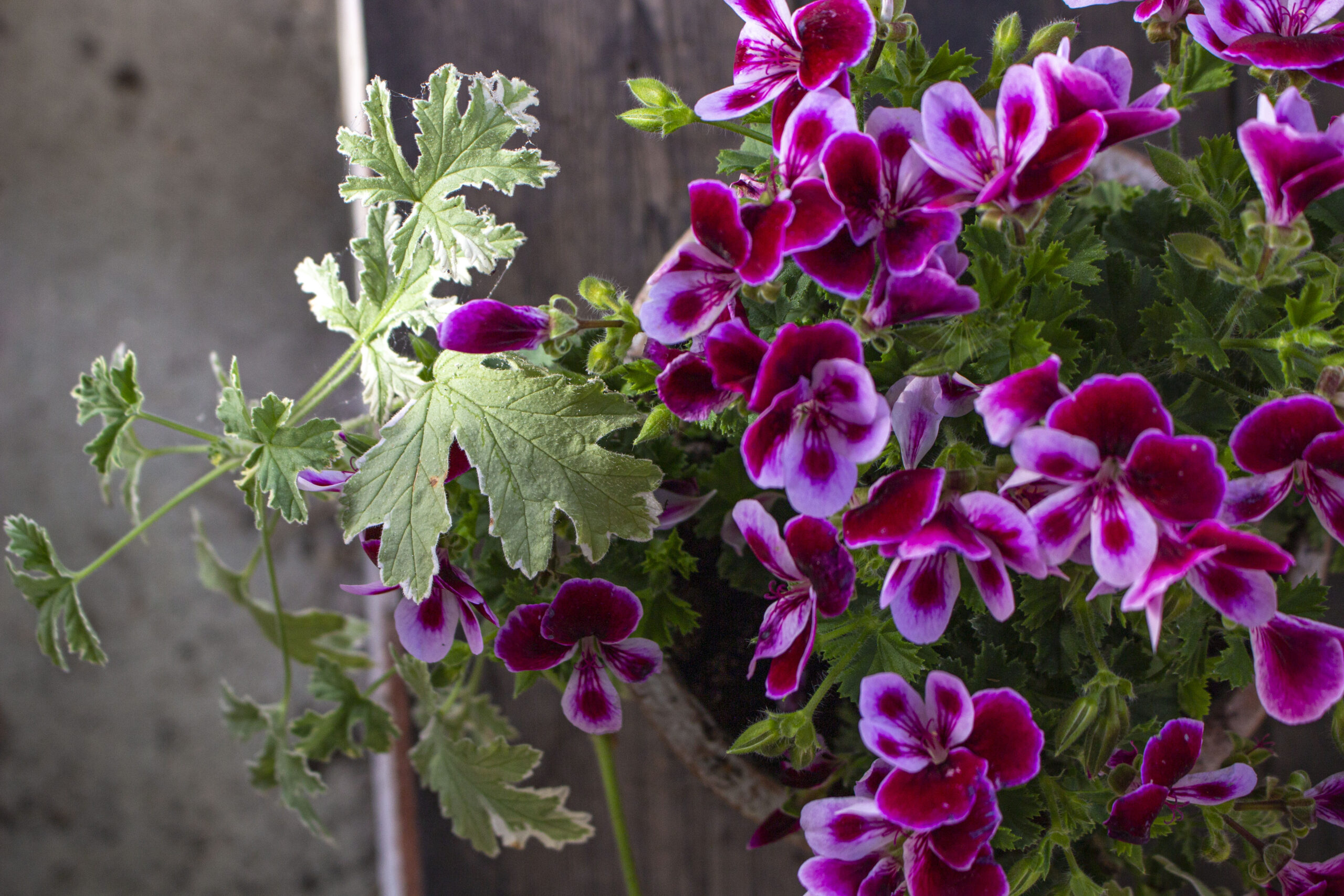 Duftgeranium