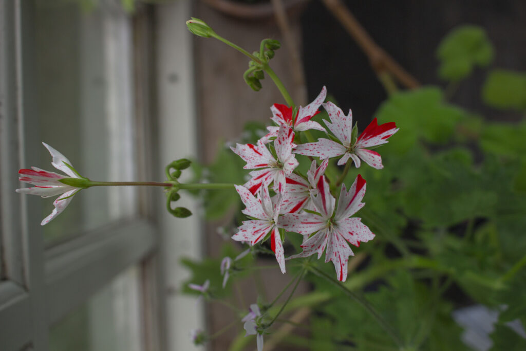 pelargonie