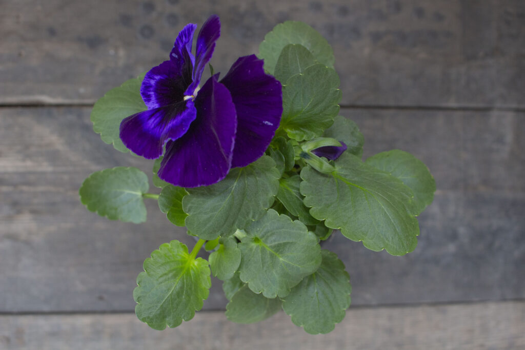 Hvordan passer man hornviol