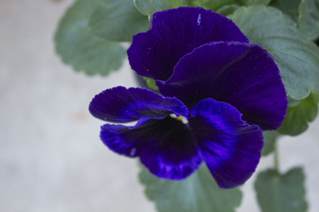 hornviol i haven