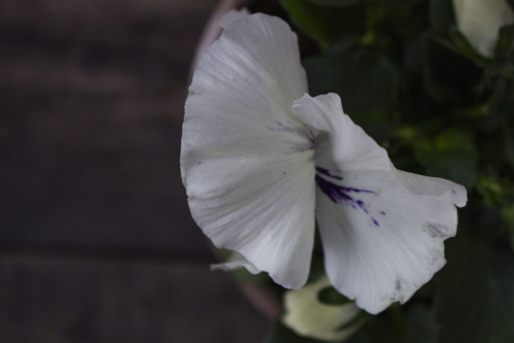 hornviol