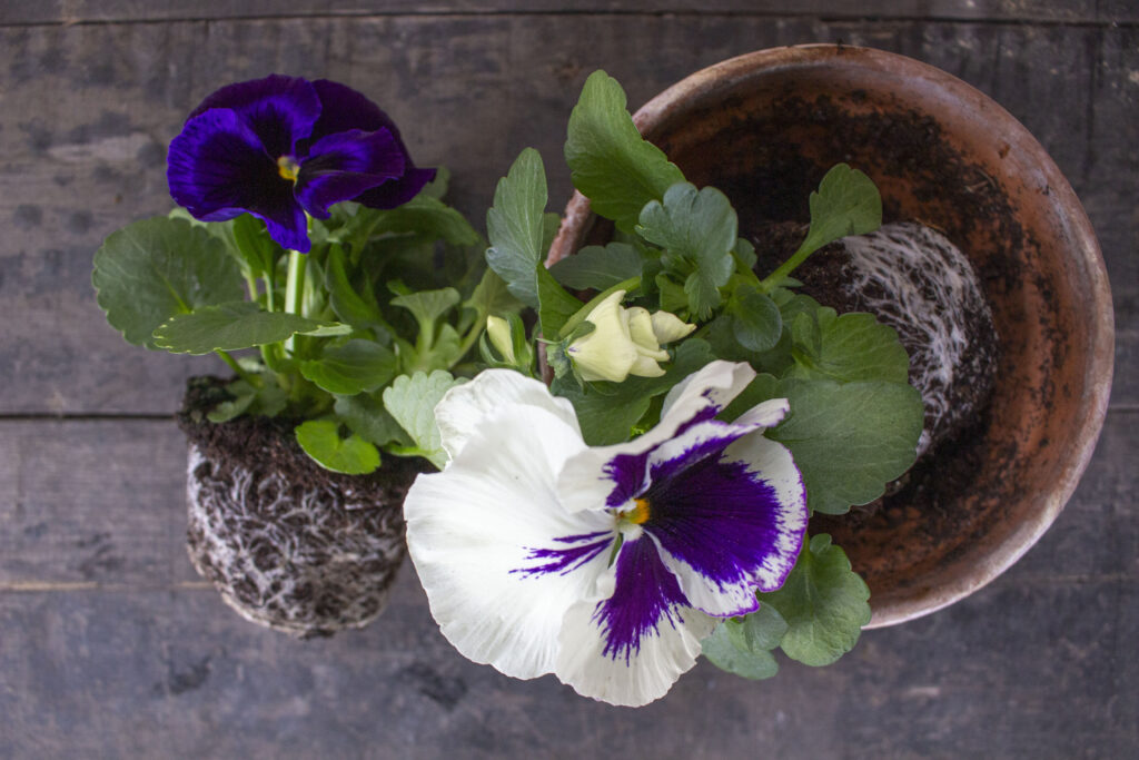 forspire hornviol
