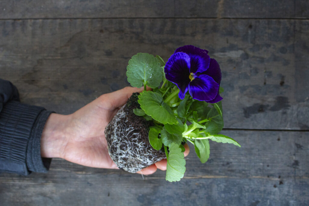Sådan planter du hornviol
