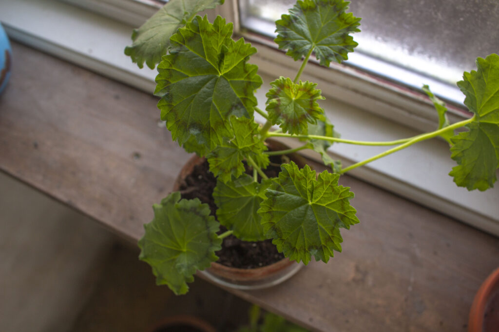zonale pelargonie
