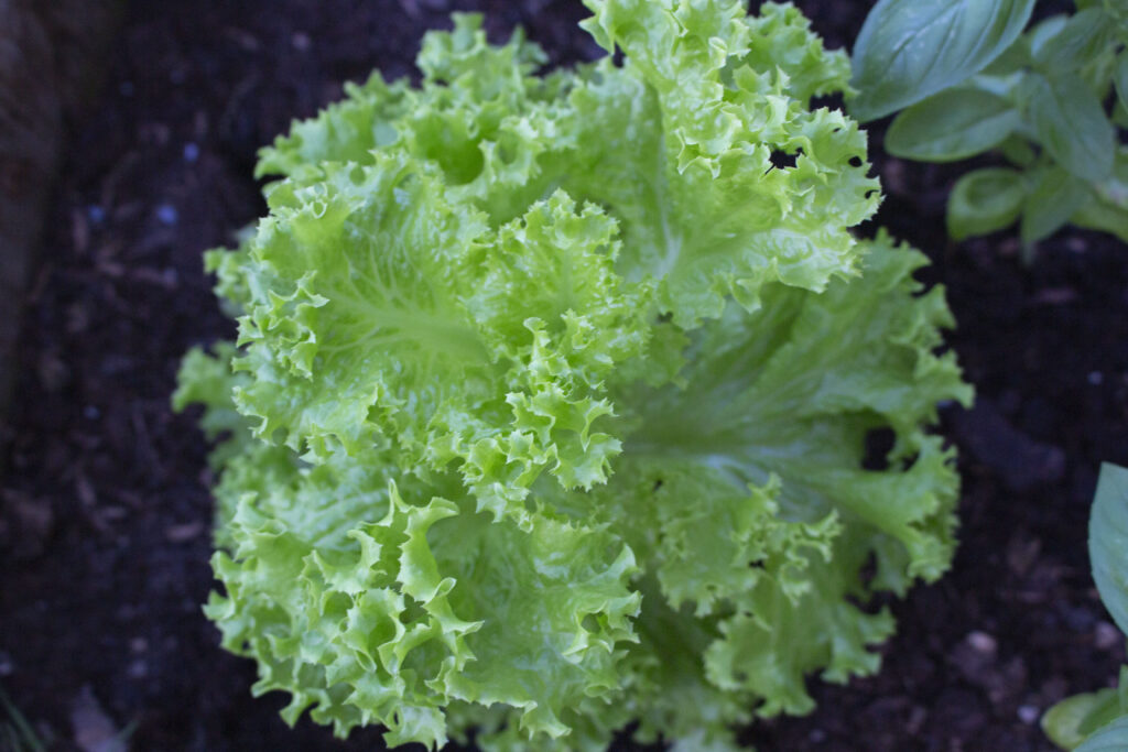 tag frø fra salat