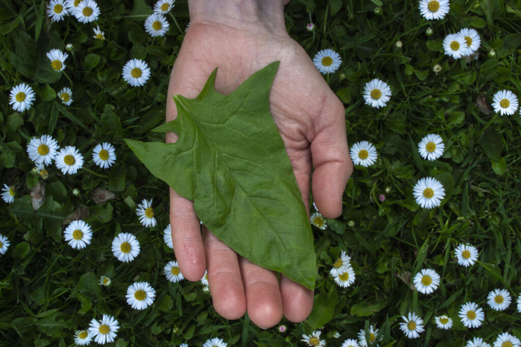 Spinatblade kan blive store, når du dyrker dem selv.