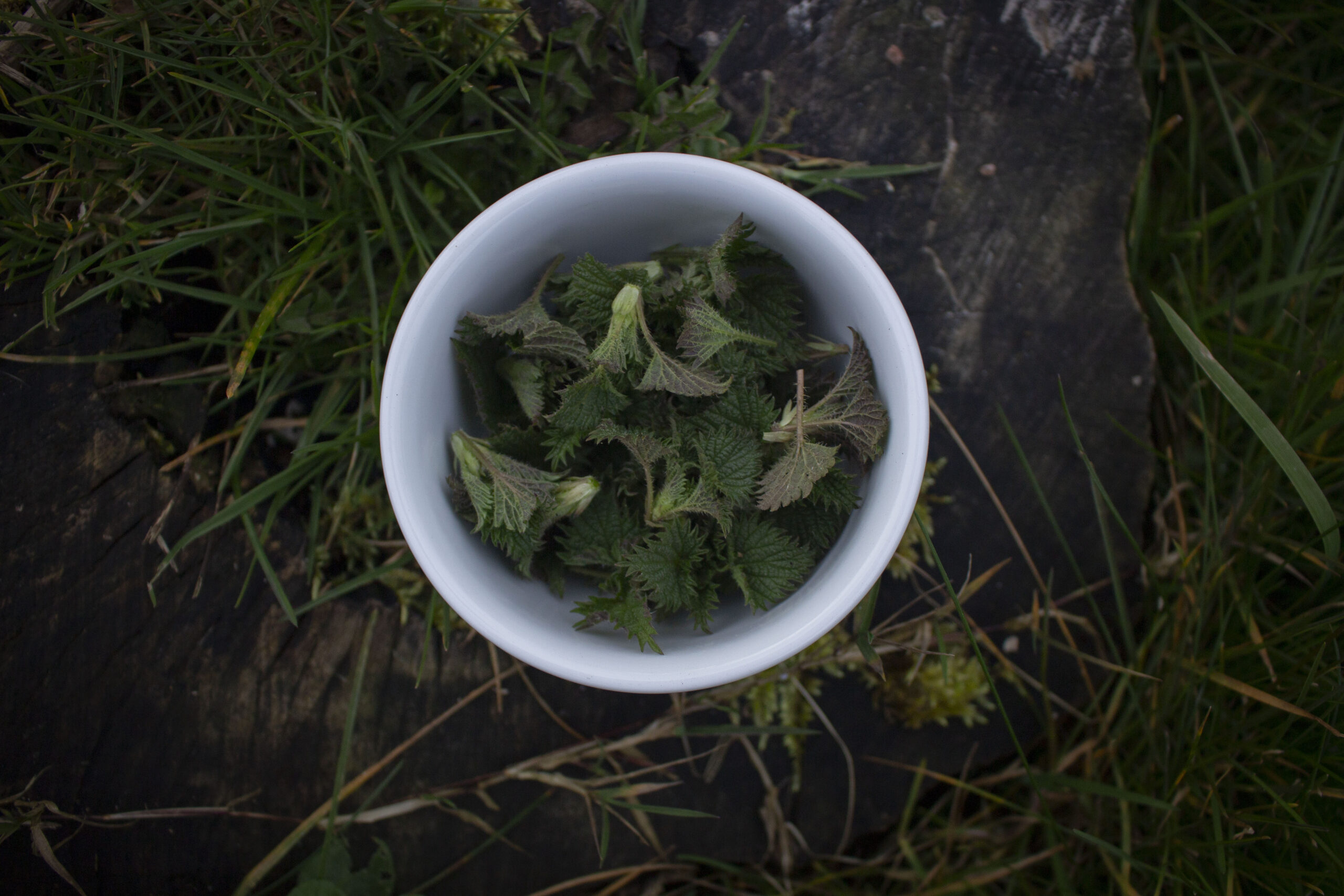 Lav te med brændenælde