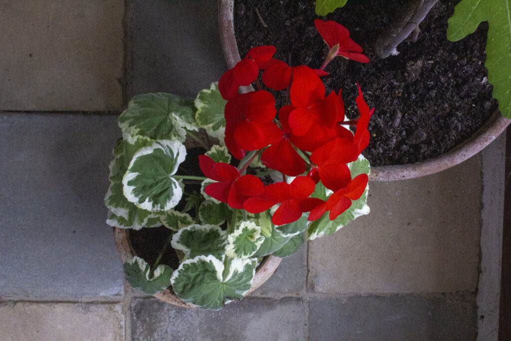 Råd om pasning & pleje af pelargonie