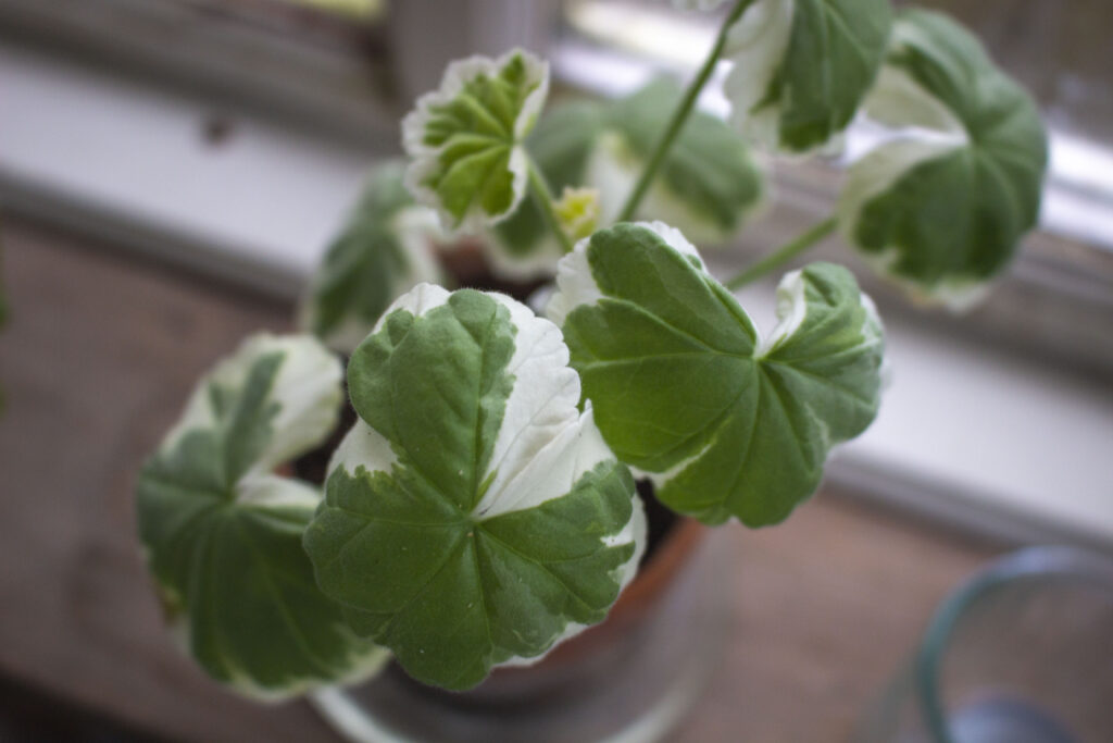 Pasning af pelargonier i foråret