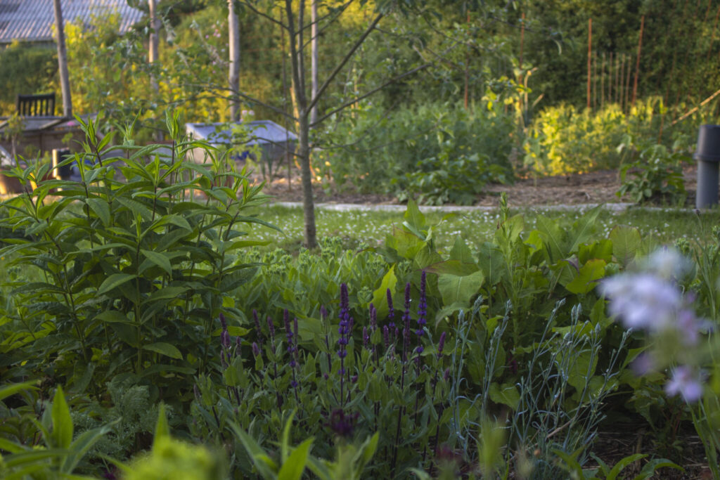Placeringen i bedet er afgørende for planternes trivsel.