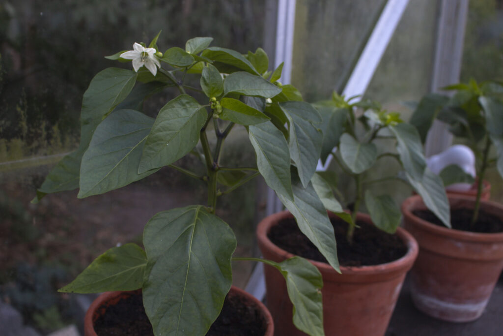 Gør klar til udplantning af peberfrugter