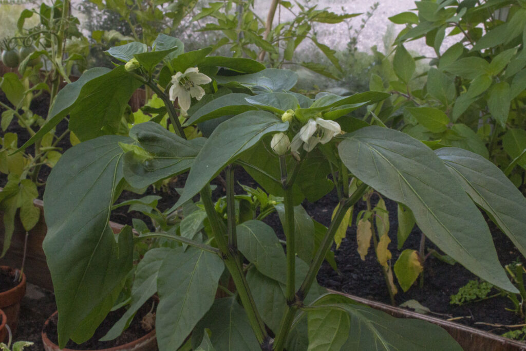 Hvilke peberfrugtsorter kan man dyrke?