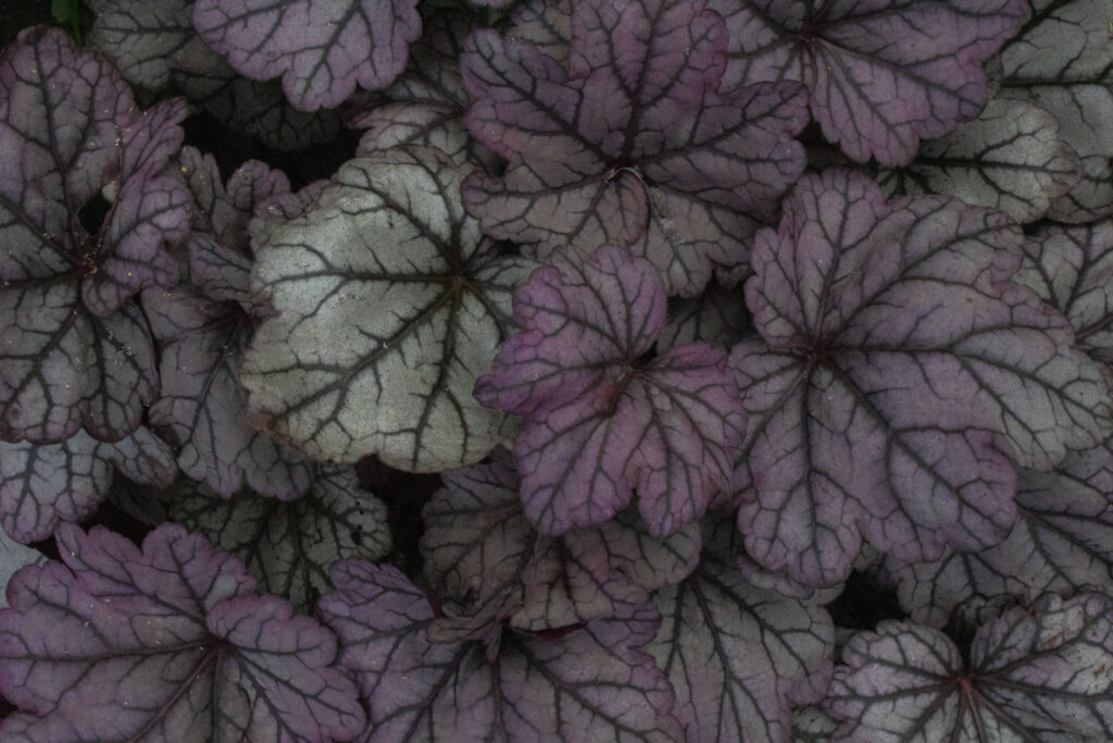 Alunrod kan have flere farver, blandt andet orange, grøn og lilla.