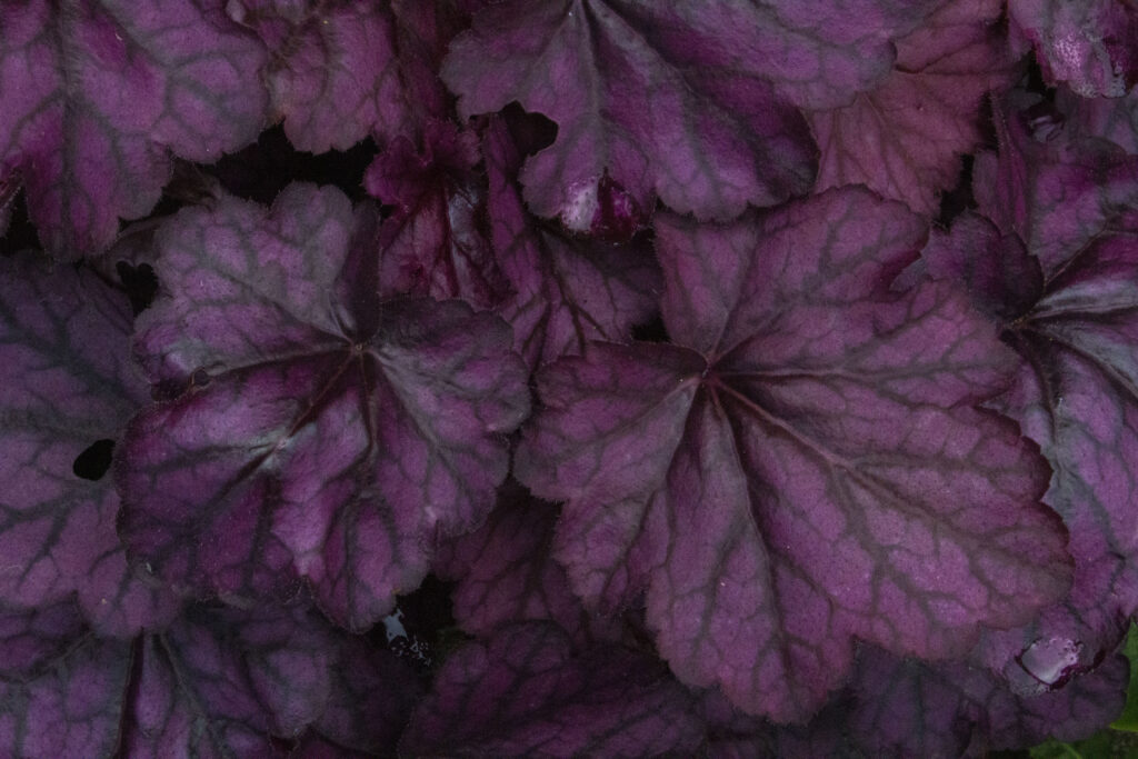 Stauden står også smukt i efteråret.