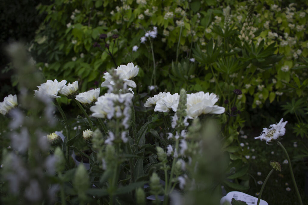 Her er flere stauder i hvide farver plantet sammen for at give bedet et roligt udtryk.