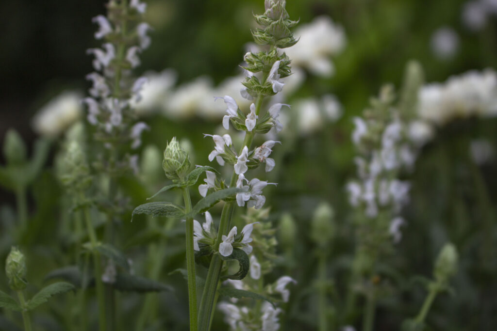 Hvide farver giver bedet er roligt udtryk.