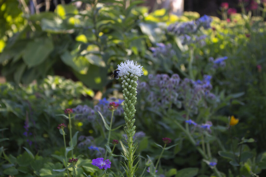 Du kan også vælge stauder, som tiltrækker nyttedyr til haven.