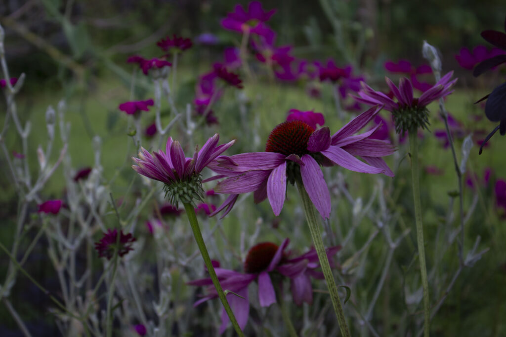 Purpursolhat er en smuk staude i alle haver.