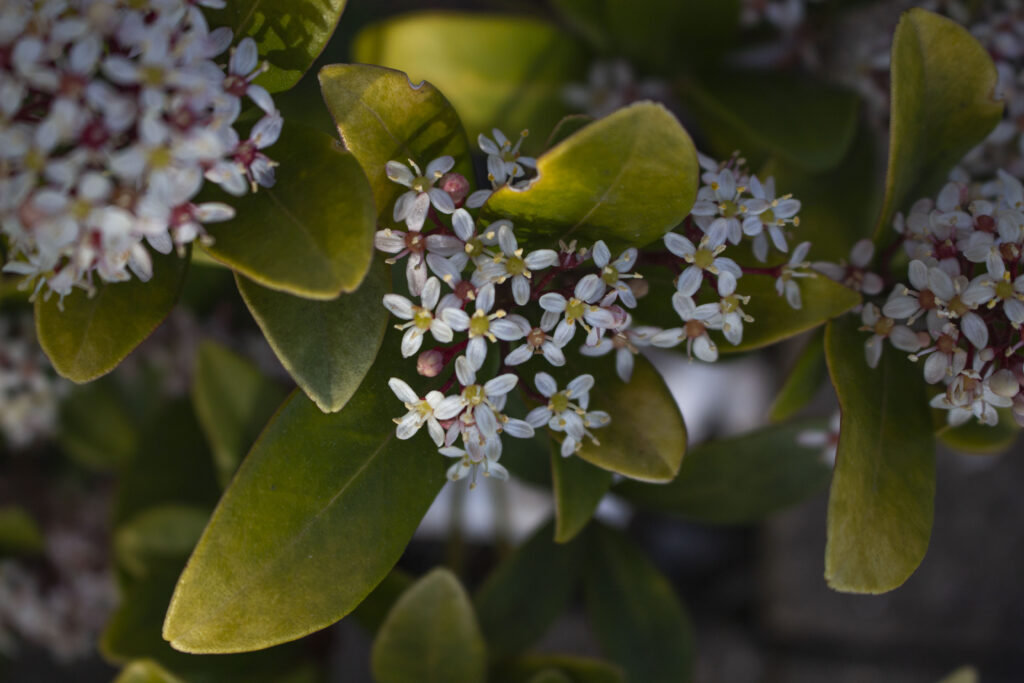 Skimmia er en rigtig vinterblomst.