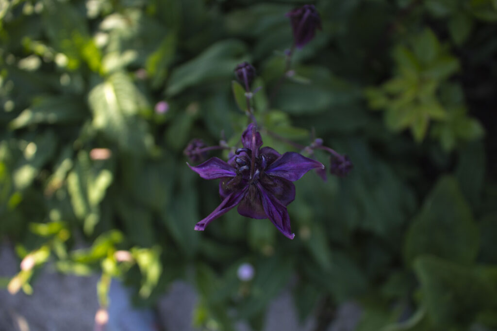 Akeleje er selvsående og spreder sig hurtigt i haven.