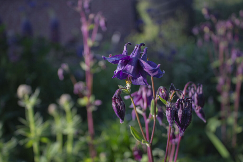 Der findes mange forskellige sorter, så du har rig mulighed for at vælge farver.