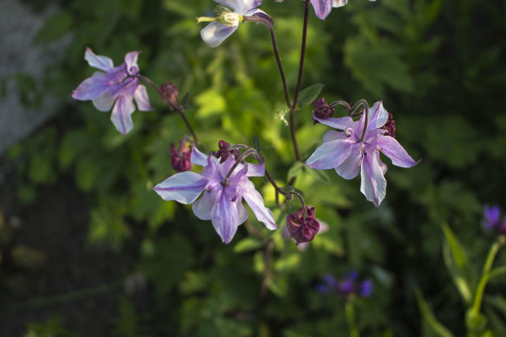 Den flotte blomst bliver mellem 30 og 50 centimeter høj.