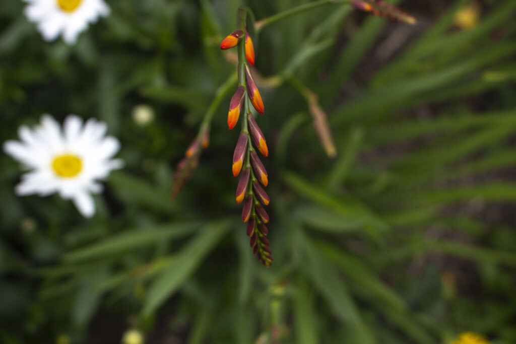 Overvej: Foretrækker du stauder i store klynger eller mindre grupper med enkelte blomster?