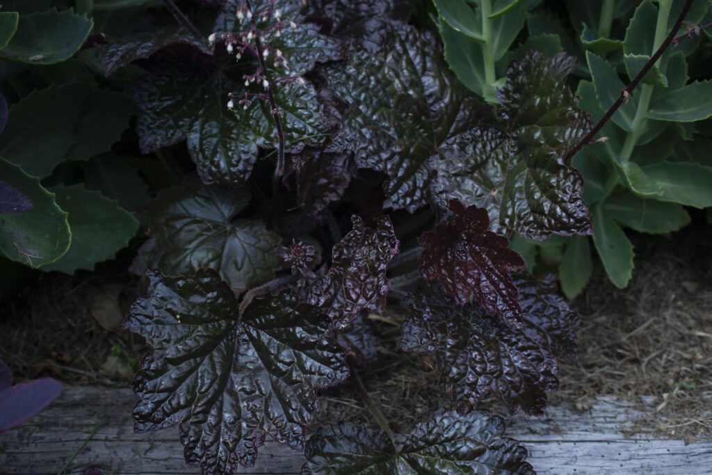 Alunrod er en god plante i kanten af bedet.