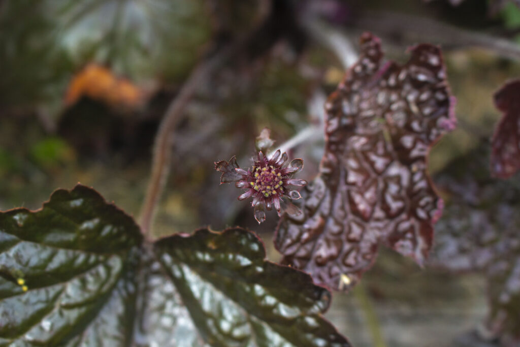 En flot staude, som egner sig godt til bunddække i bedene.