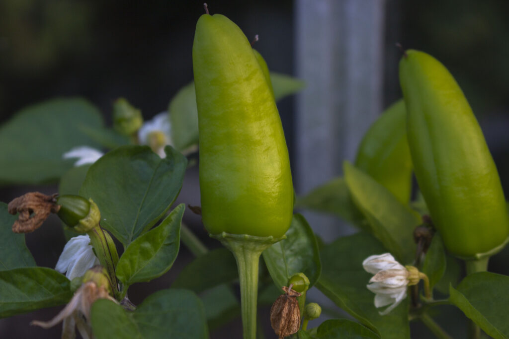Nu kan du høste peberfrugter 