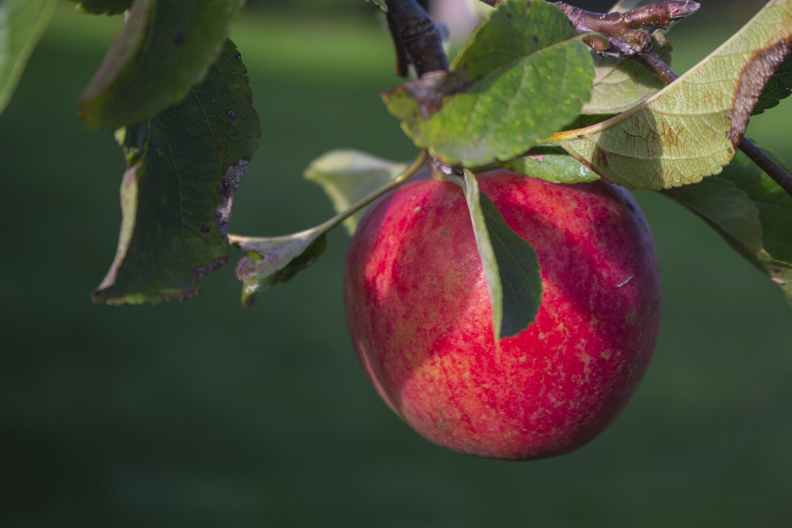 trompet Gensidig Hejse Dyrk æbler i krukke [ Udplantning - pasning - beskæring ] Sådan gør du