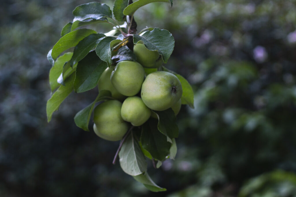 Kan man plante et æbletræ i en krukke