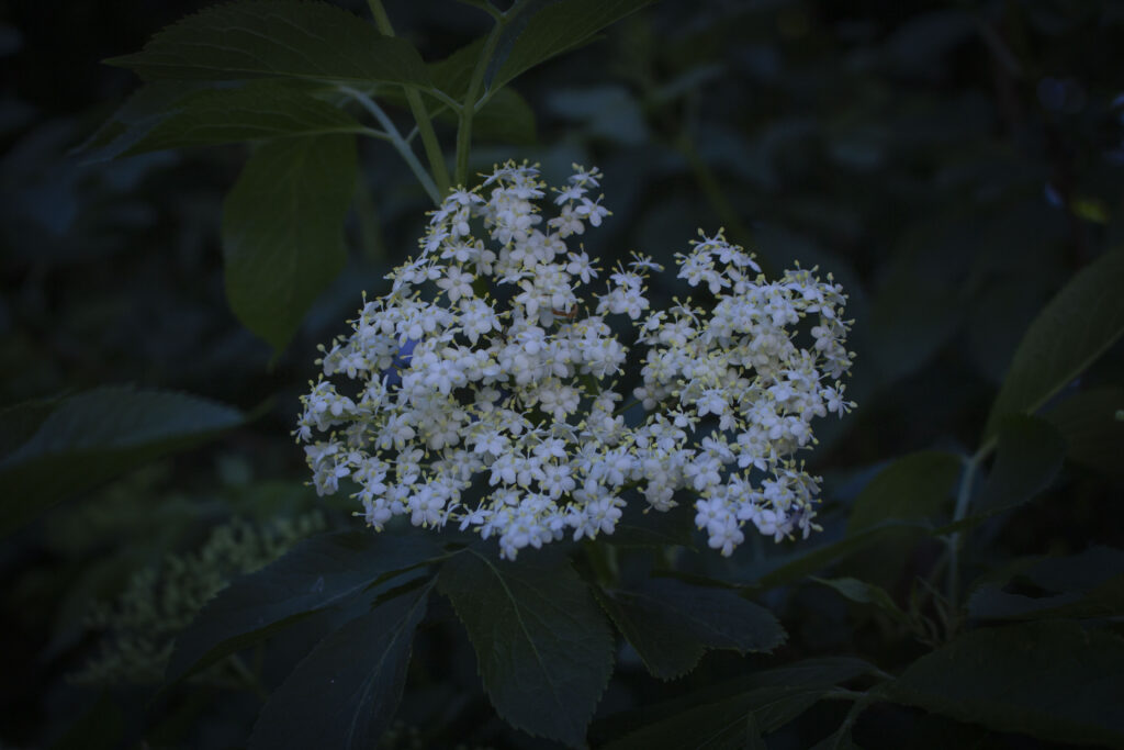 Prøv en gin og tonic med hyldeblomstsaft