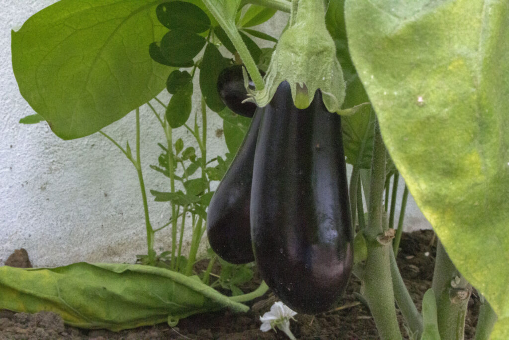 Aubergine