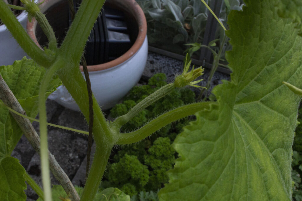 Hvilke grøntsager skal man vælge til dyrkning i drivhus?