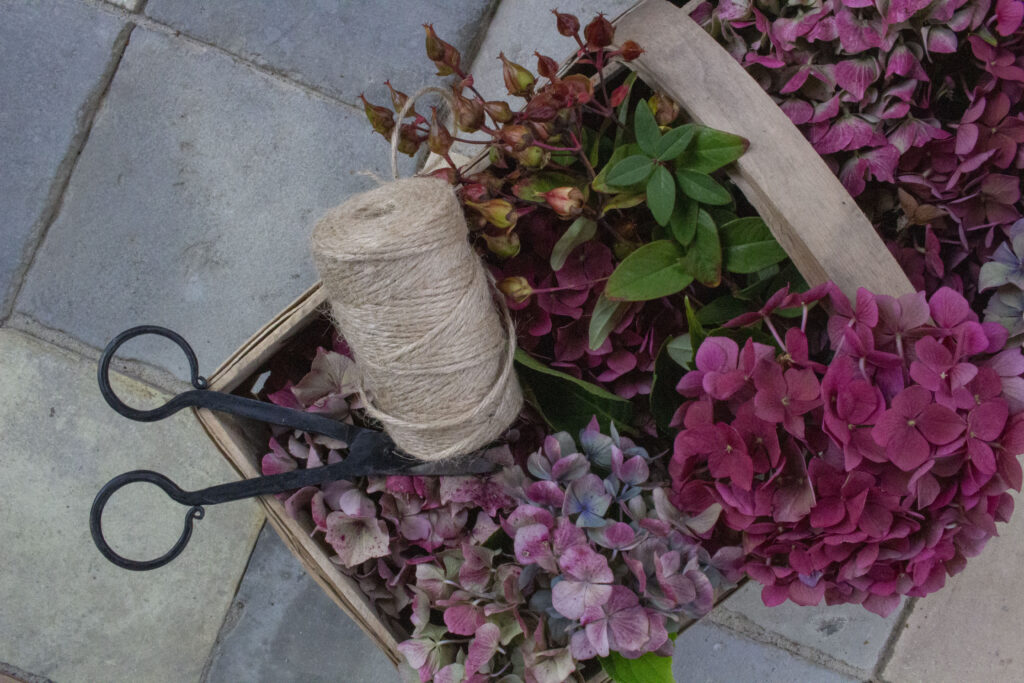 Beskæring af hortensia