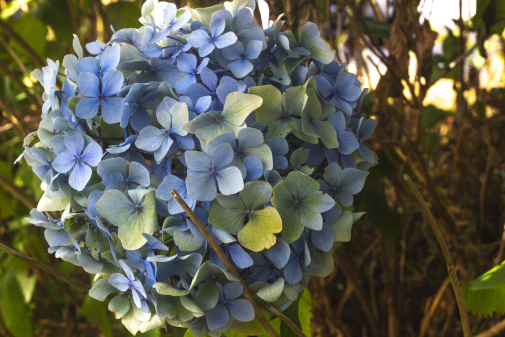 Giv din hortensia gødning