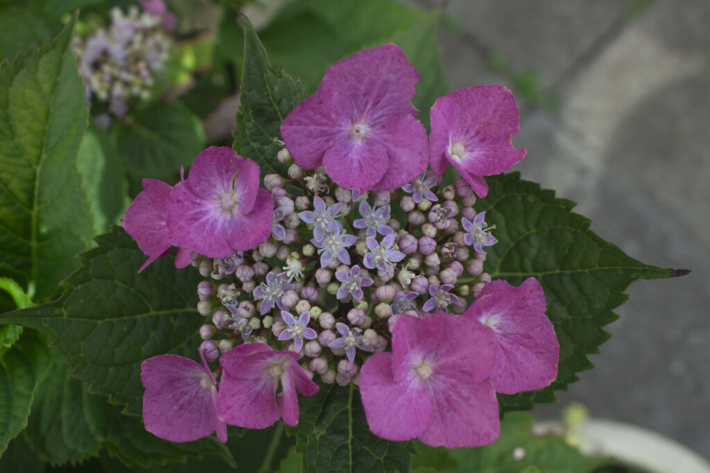 Jordbundsforhold påvirker hortensias farve