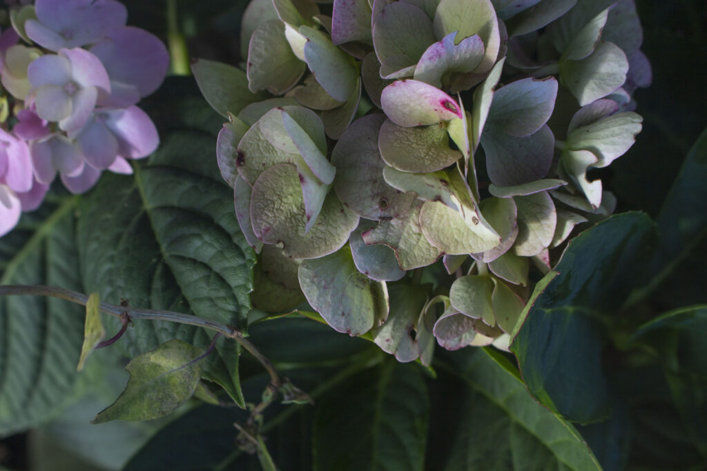 Pasning af hortensia er nemt