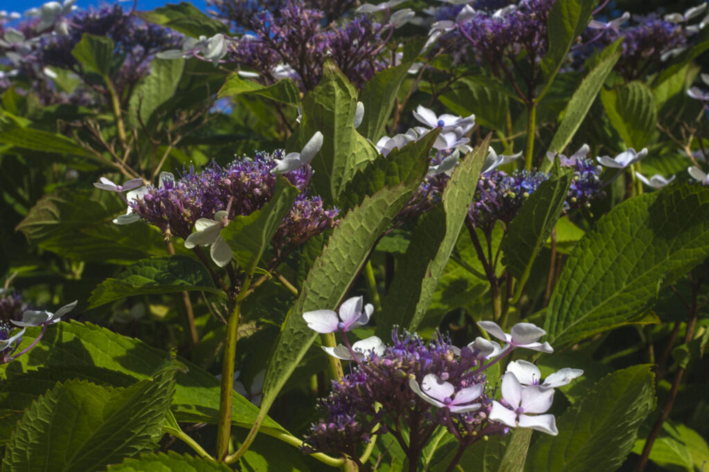 Sådan planter du hortensia