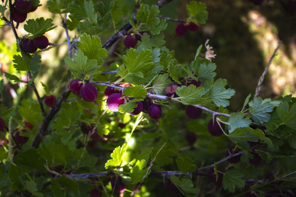 Plantning af stikkelsbær