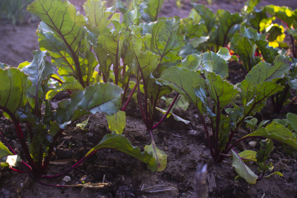 Toppene kan spises i salater, mens de er små og sprøde.