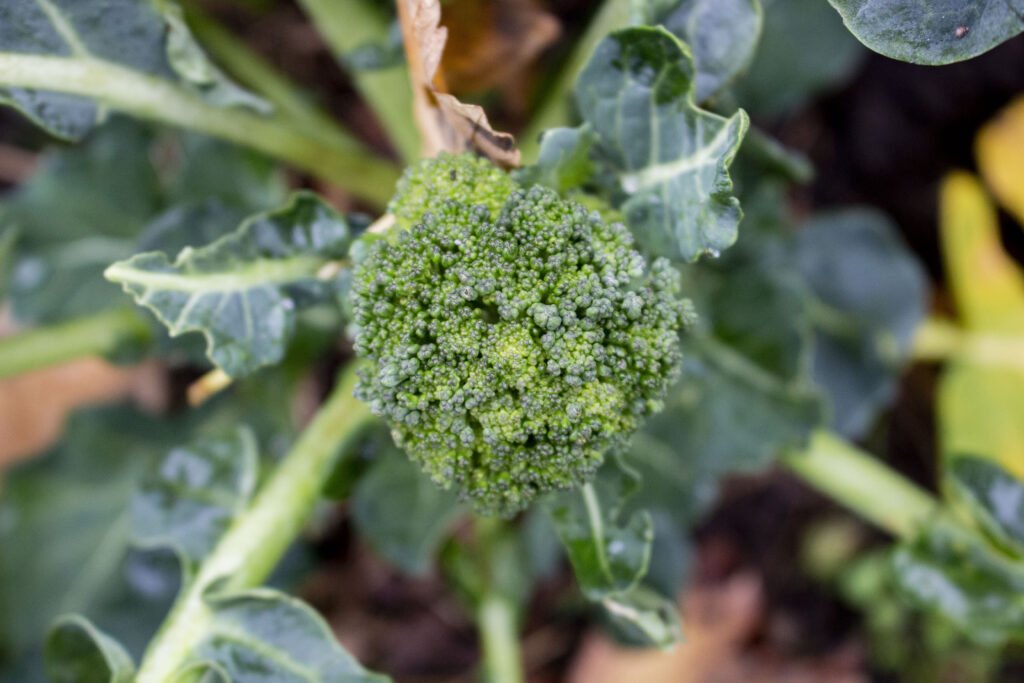 Dyrk broccoli i haven